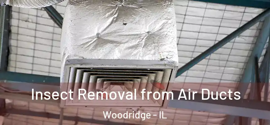 Insect Removal from Air Ducts Woodridge - IL