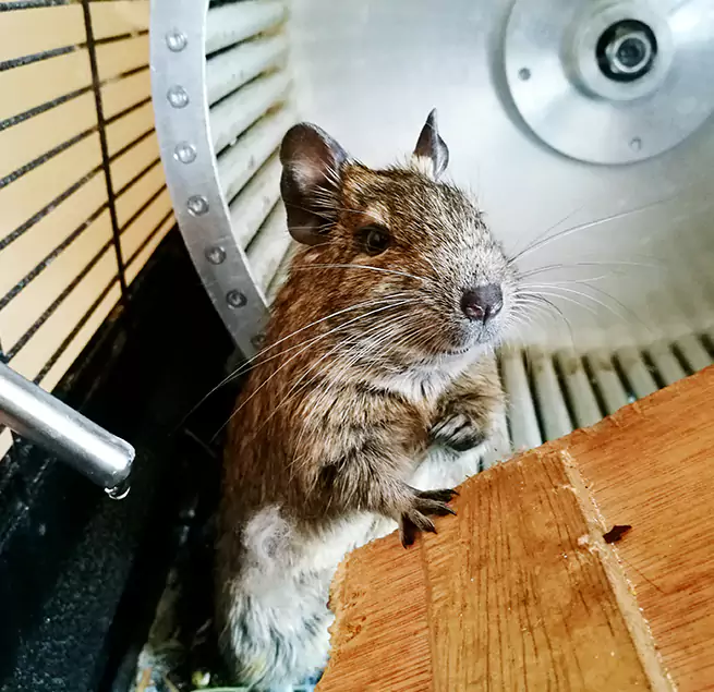 Why Homeowners & Businesses Trust Us Woodridge, IL